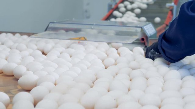 White eggs are coming from a conveyor onto a large tray and are being removed by factory workers
