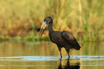 The African openbill (Anastomus lamelligerus) fishing in the shallow lagoon. African stork in the water.