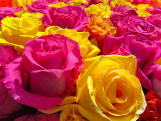 Yellow and pink roses as bright floral background. 
Close up macro color pattern of fresh garden flowers on a sunny day.
