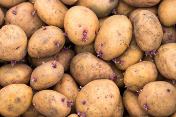 Fresh organic potato stand out among many large background potatoes in the market.  Close-up potatoes texture