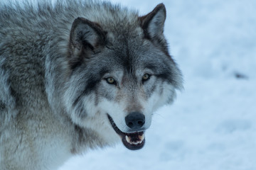 Timber Wolf, Quebec