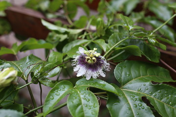 Poliniza&ccedil;&atilde;o