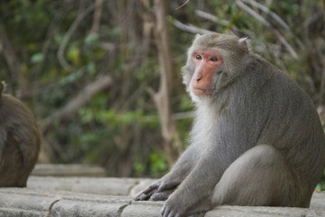 Formosan macaque in mountains of Kaohsiung city, Taiwan, also called Macaca cyclopis.