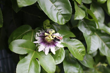 Poliniza&ccedil;&atilde;o