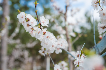 Gardening in spring. Spring Flowering branch on background blue sky. Cherry Blossom. White flowers on tree branch, selective focus. pollinating flowering trees. 
