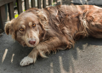 Portrait of cute chained brown or red dog lying or resting on old village yard under wooden fence in shadow. The doggy looking into camera