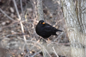 Blackbird is sitting in the bush