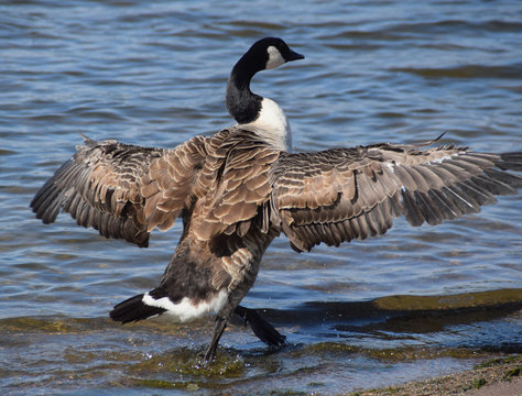 Canada goose spreading its wings - Powered by Adobe