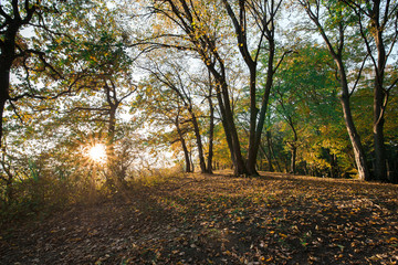 Obraz premium Autumn scene of colorful forest full of fallen yellow, red, and orange leaves. Changing seasons. Calm and relaxing hike in dark and spooky woods during sunset 