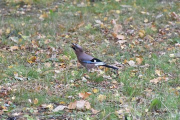 Jay in beautiful plumage