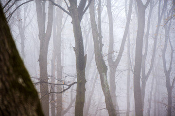 Thick fog in the dark mountain forest in late autumn. Cold waether, winter is comming. Scary woods.
