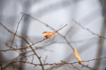 A single orange leaf still hanging on branch in late autumn. Thick, white for all around. Dark, scary forest in mountains
