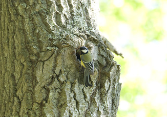Tit at nest in a tree