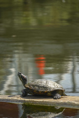A Red-eared turtle (Trachemys scripta elegans) is doing the sunbath beside a pond in a park. 