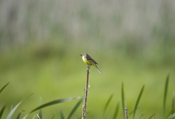 Western yellow wagtail