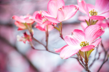 Naklejka premium Cherry Blossoms Closeup