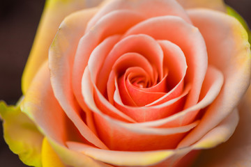 Macro shot of beautiful rose. Warm colors, romantic autumn background.