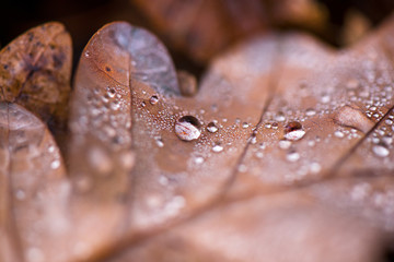 Glowing rain drops on dry, brown, fallen autumn leaves in the forest. Cold weather, winter is coming