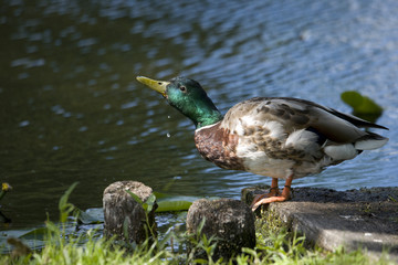 Mallard at a pond