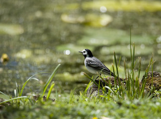 Wagtail in the grass