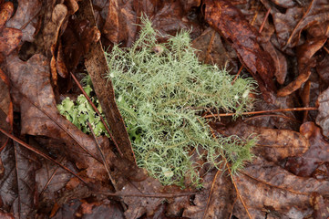 Paisagem com texturas de outono