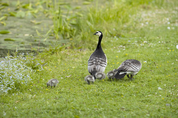 Geese family in the grass