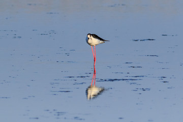 black winged stilt