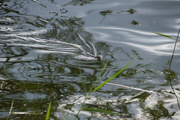 Grass-snake swimming