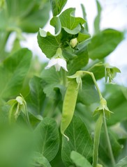 Flowering green peas, growth and maturation of pea pods.