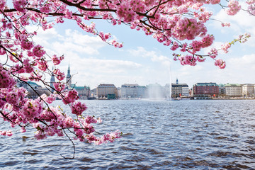 view of Alster Lake in Hamburg framed by blooming cherry tree on beautiful spring day