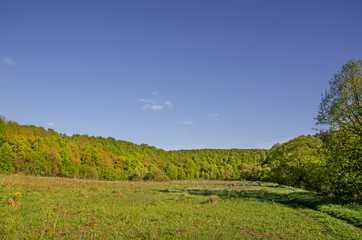 Trees in the spring on the river bank
