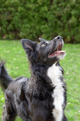 Border Collie working line breed