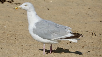 Nordseemöwen am Strand