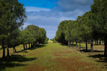 Field surrounded by pine trees