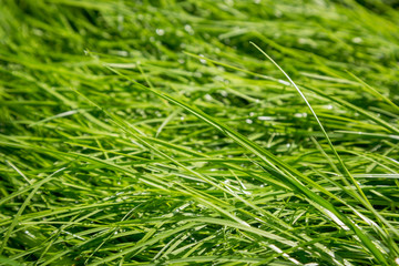 Juicy wet green grass in the morning