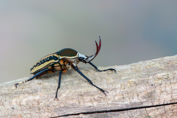 scarab beetle - Mecynorrhina harrisi harrisi