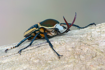 scarab beetle - Mecynorrhina harrisi harrisi