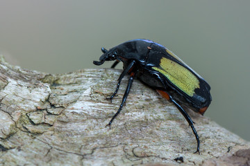 flower beetle - pedinorrhina septa