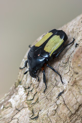 flower beetle - pedinorrhina septa