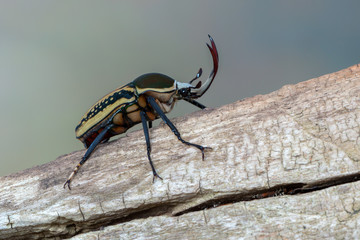 scarab beetle - Mecynorrhina harrisi harrisi