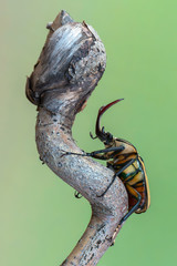 scarab beetle - Mecynorrhina harrisi harrisi