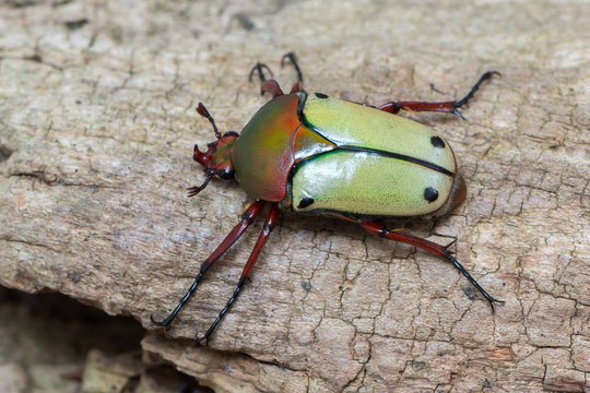 scarab beetle - Eudicella euthalia