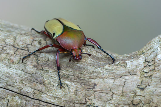 scarab beetle - Eudicella euthalia