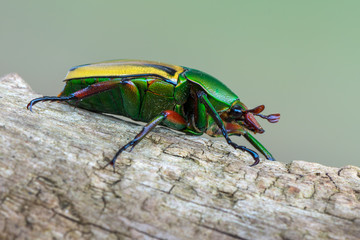 scarab beetle - Coelorrhina hornimani