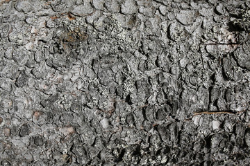 tree bark background or texture