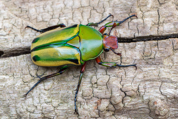 scarab beetle - Coelorrhina hornimani
