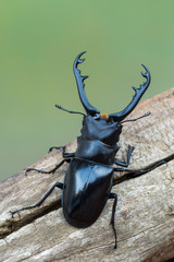 Giraffe Stag-Beetle - Prosopocoilus giraffa keisukei