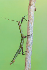walking stick - periphetes forcipatus