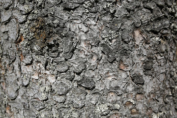 Obraz premium tree bark background or texture