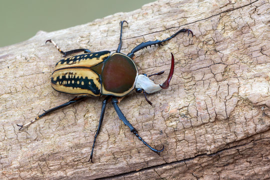 scarab beetle - Mecynorrhina harrisi harrisi